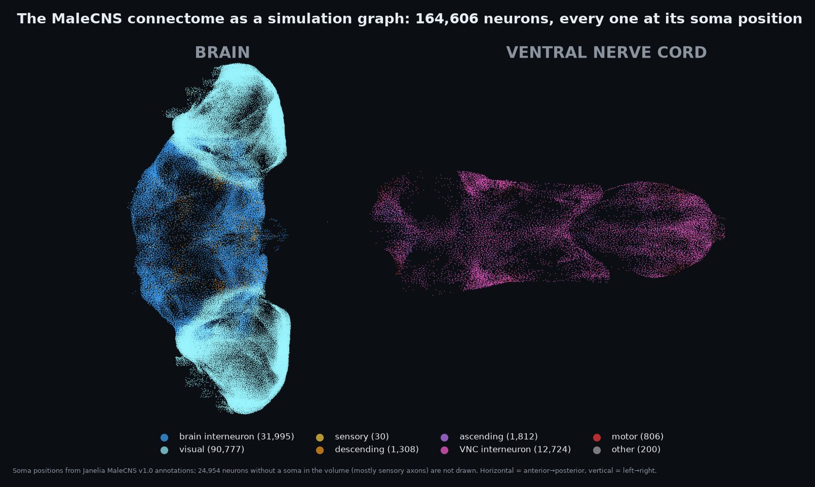 Figure 1. The anatomy the simulation runs on. Brain (left) and ventral nerve cord (right), every soma plotted, coloured 