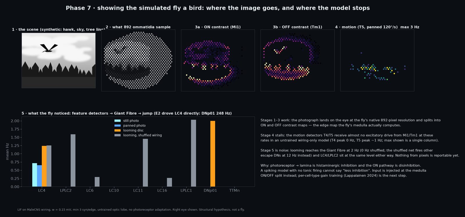 Figure 10. The stages, from a synthetic hawk-against-sky scene: photograph → 892-ommatidium luminance → ON and OFF contr