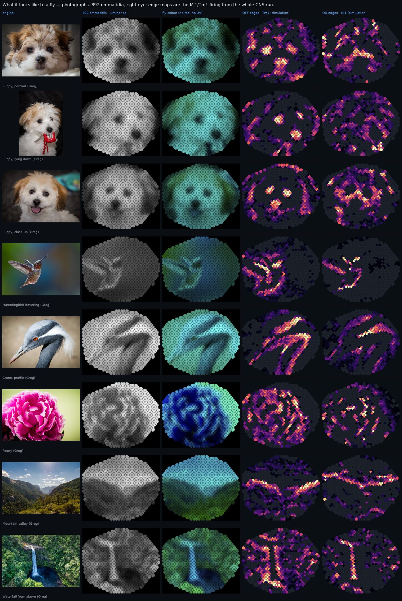 Figure 12. Photographs by Greg Robison through the fly's eye. The puppy portraits are the clearest demonstration: the OF