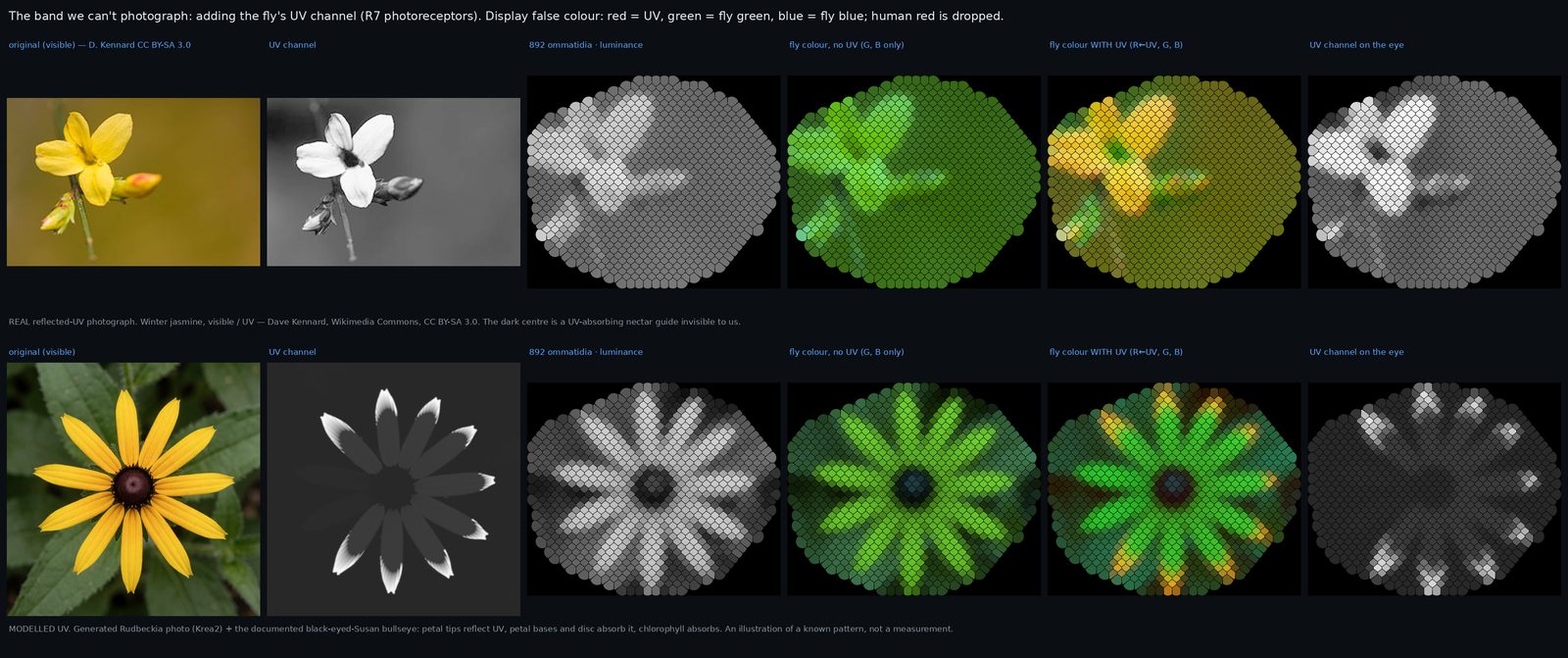 Figure 14. Adding the UV channel. Top: real UV photograph (Kennard, CC BY-SA 3.0). Bottom: modelled UV bullseye. Right-h