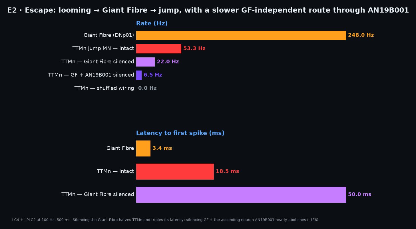 Figure 5. E2 escape: motor neuron rates and first-spike latencies for intact, Giant-Fibre-silenced, GF+AN19B001-silenced