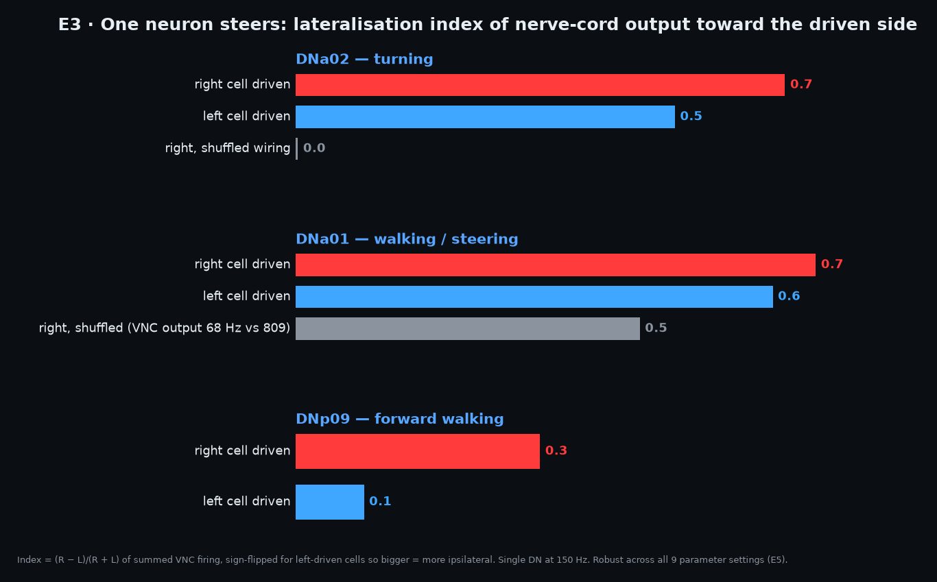 Figure 6. E3 steering: nerve-cord motor output by side for each unilateral driver and its shuffle.