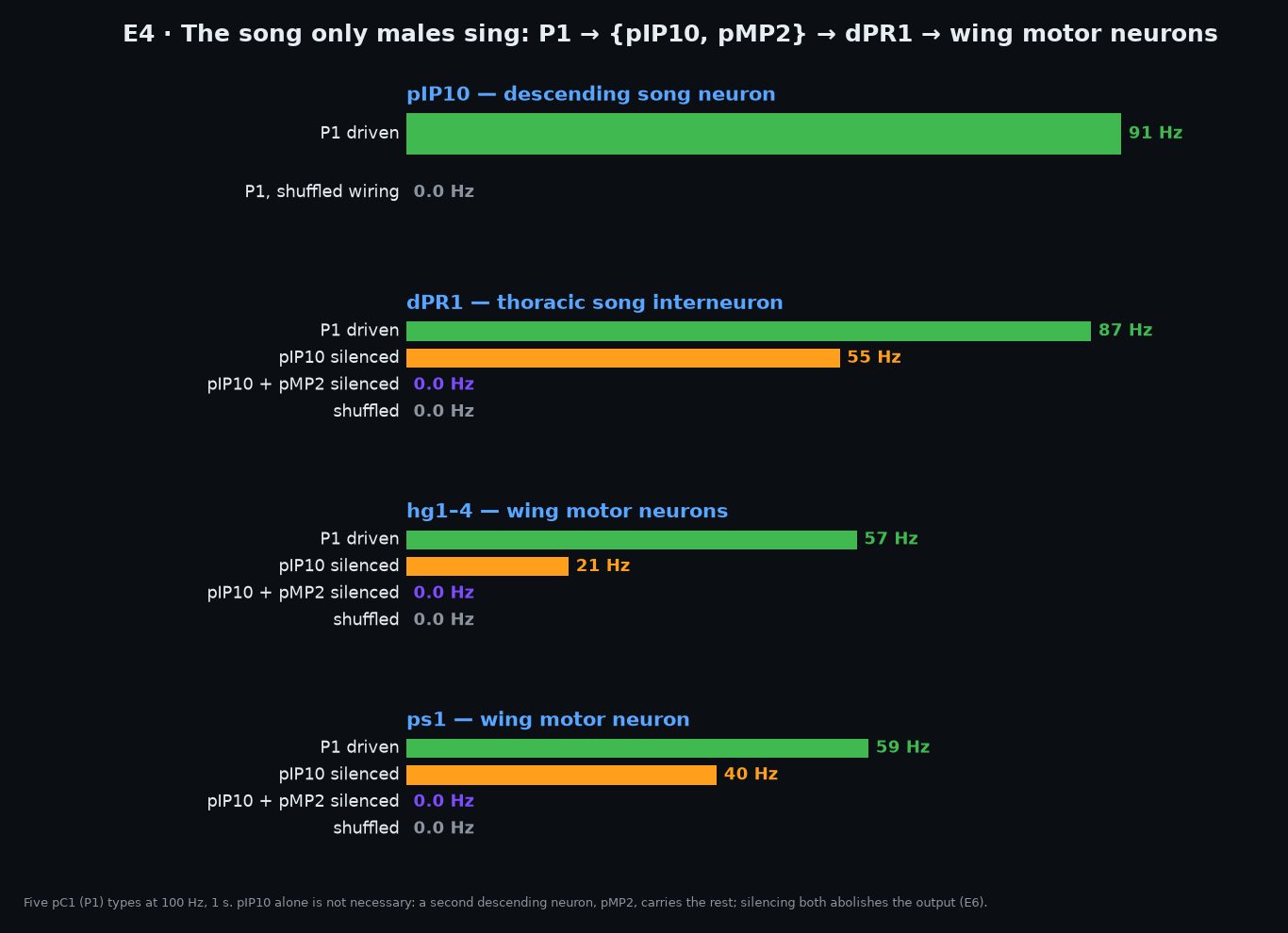 Figure 7. E4 song: every stage of the P1 → wing-muscle chain, intact, with pIP10 silenced, with pIP10 + pMP2 silenced (f